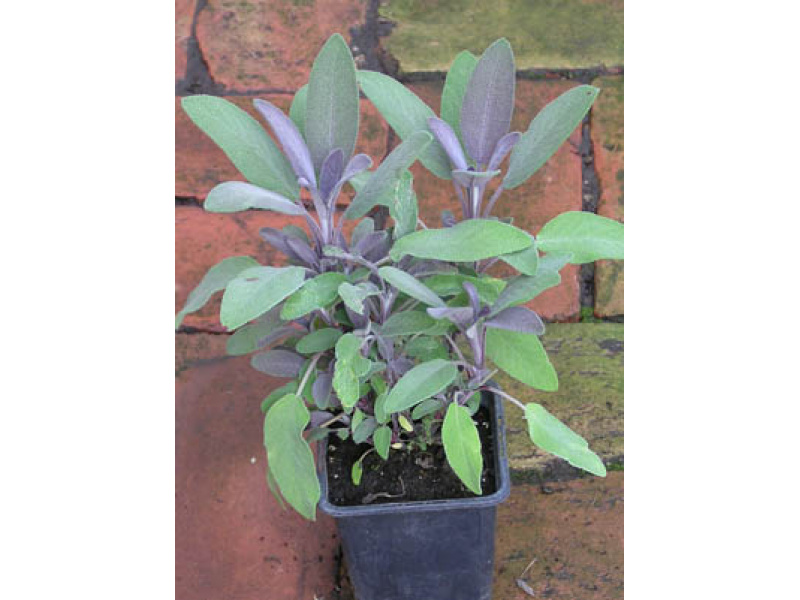 bordó orvosi zsálya