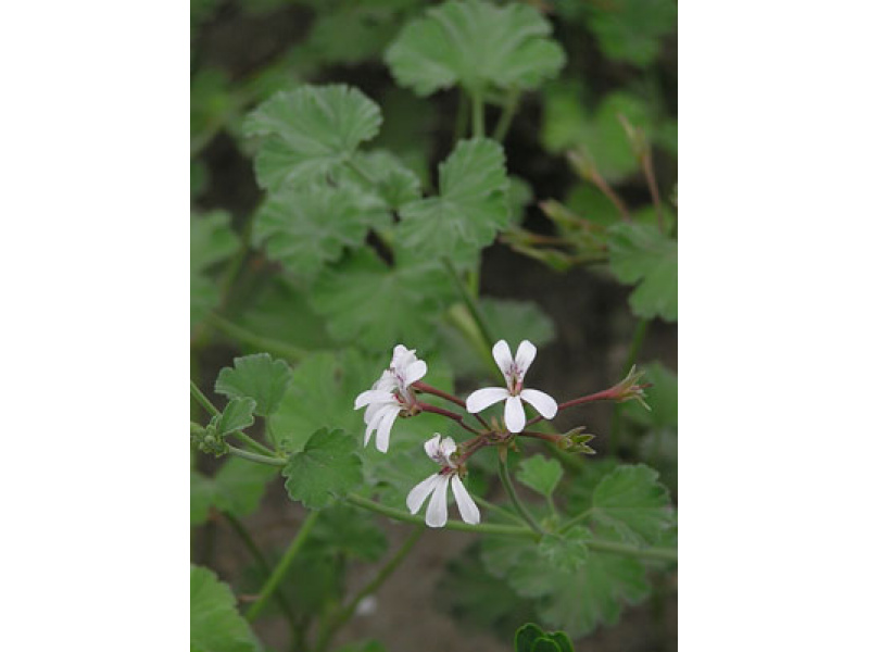 gyantaillatú muskátli