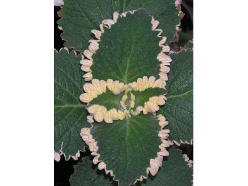 fűszeres hársfacserje