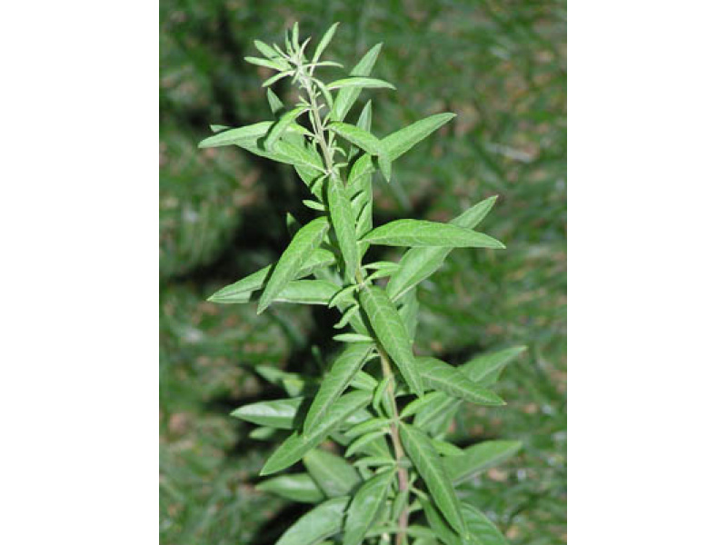 argentin mentacserje