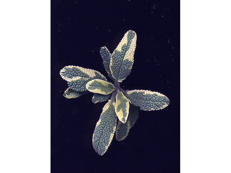 fehértarka orvosi zsálya