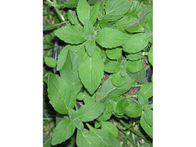 banánillatú mezei menta