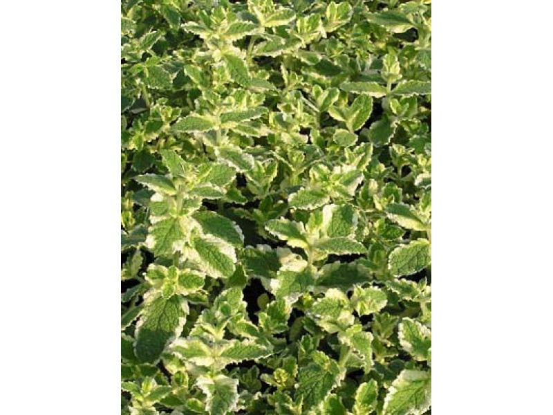 tarka kereklevelű menta