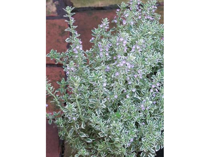 fehértarka citromillatú kakukkfű