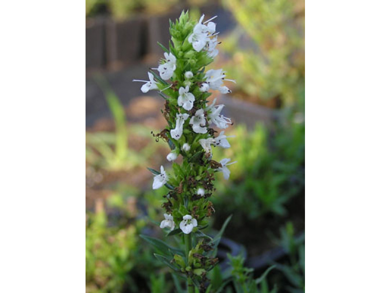 fehér virágú kerti izsóp