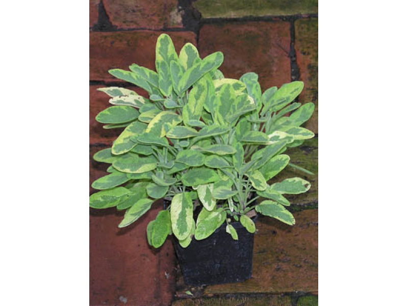 aranytarka orvosi zsálya