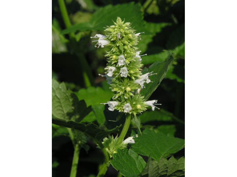 fehér virágú koreai ánizsizsóp