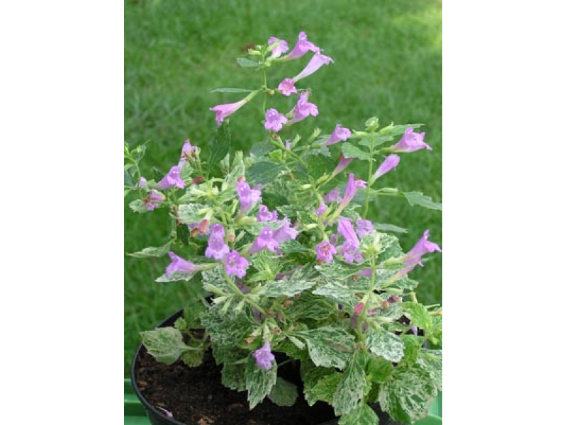 tarka nagyvirágú pereszlény