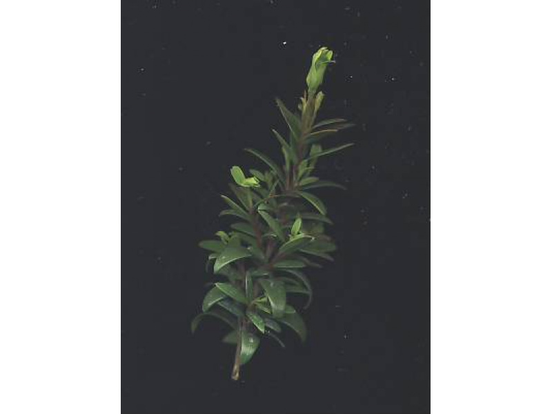 kislevelű valódi mirtusz