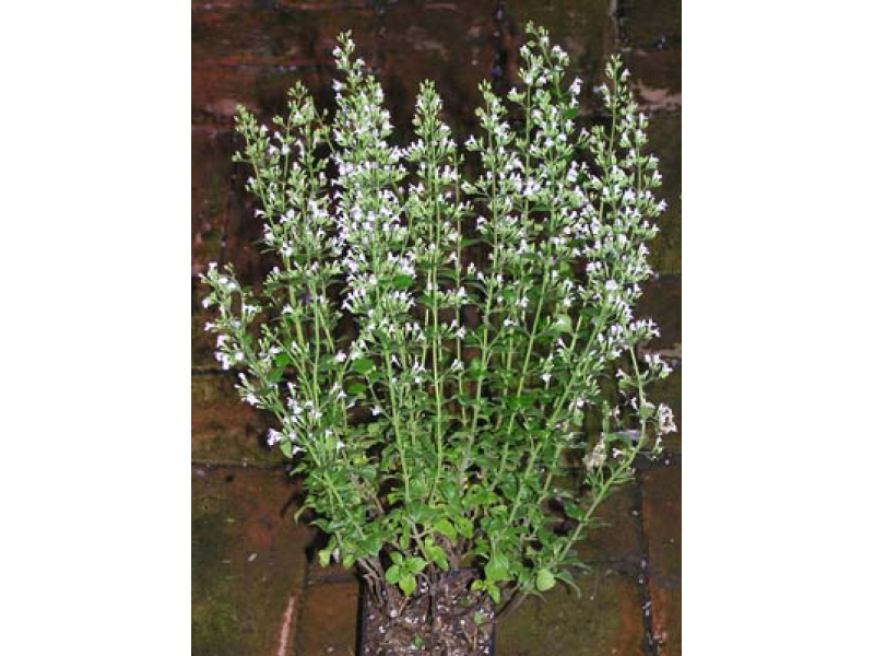 mirígyes pereszlény