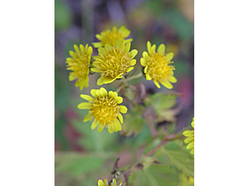 ehető nangkingi krizantém