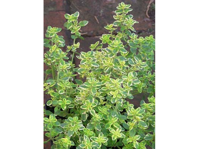 aranytarka citromillatú kakukkfű