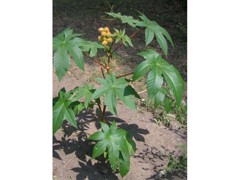 ricinus