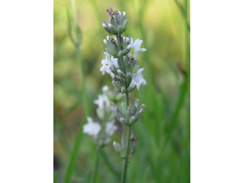 fehér virágú angol levendula