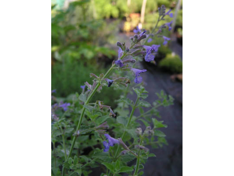 karcsú kerti macskamenta