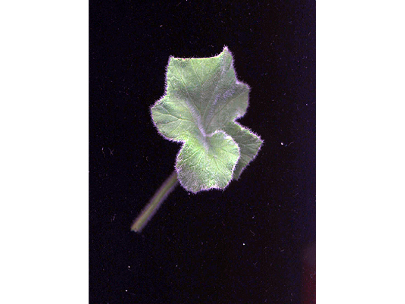 mentaillatú muskátli