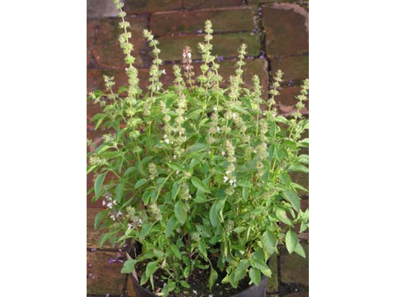 citromillatú bazsalikom