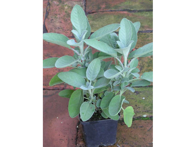 kövér orvosi zsálya