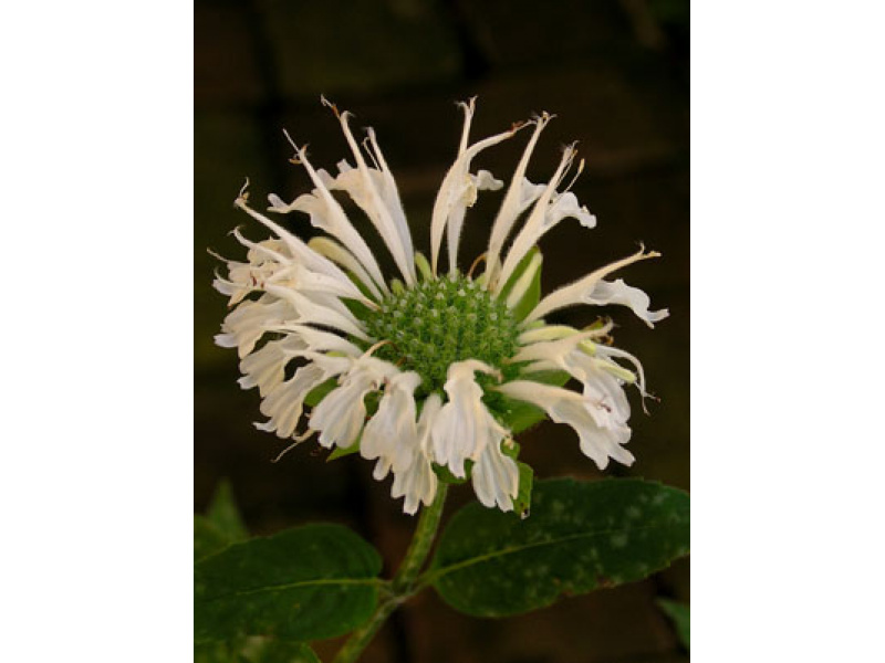 fehér virágú méhbalzsam