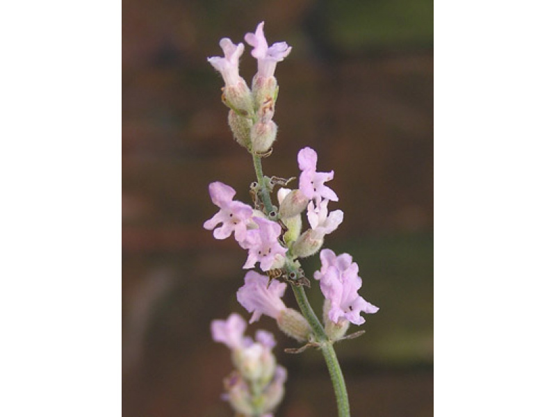 rózsaszín virágú francia levendula