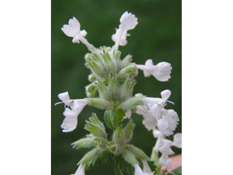 fehér virágú kerti macskamenta