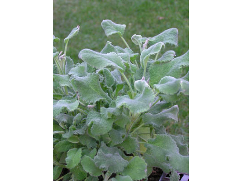 fodroslevelű orvosi zsálya