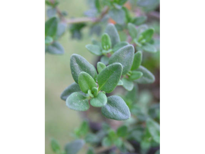 széleslevelű kerti kakukkfű