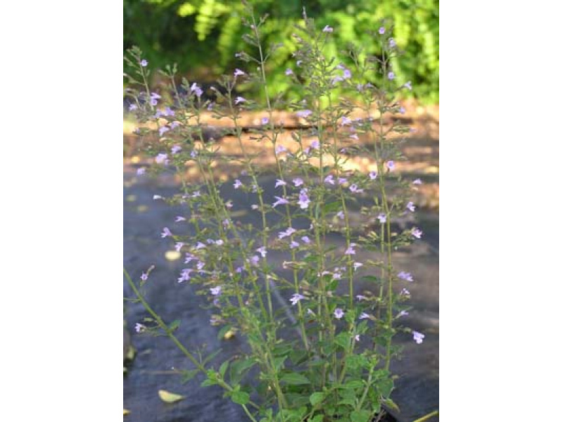 lila virágú mirígyes pereszlény