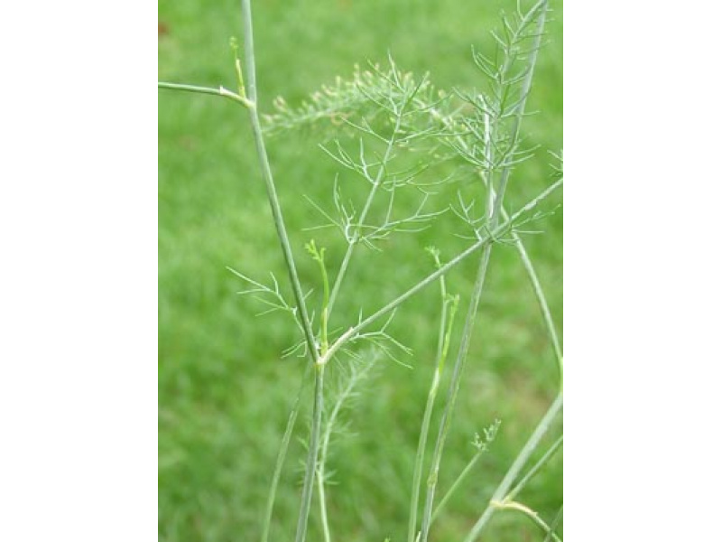 szicíliai édes kömény